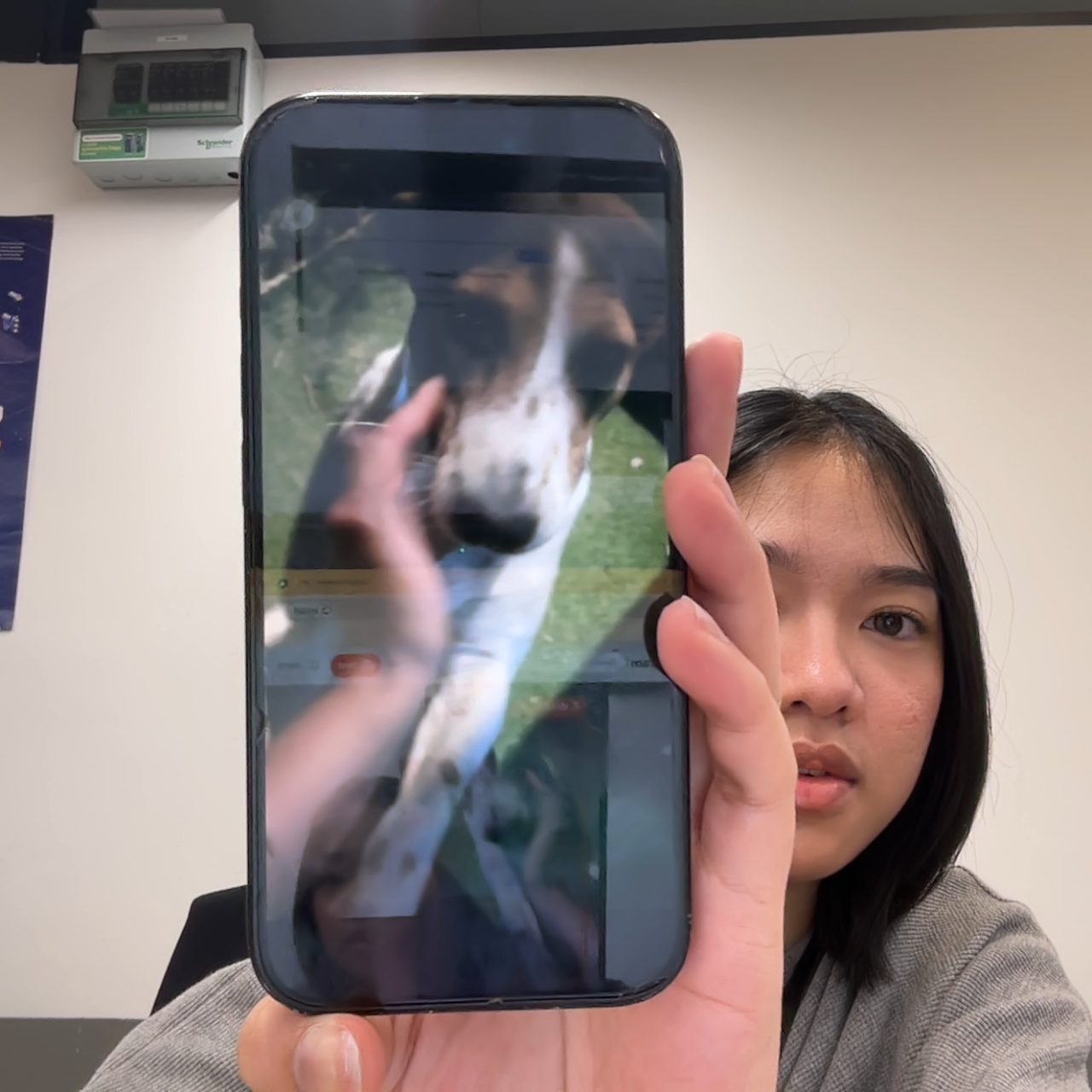 Khawpan the Boston Bull